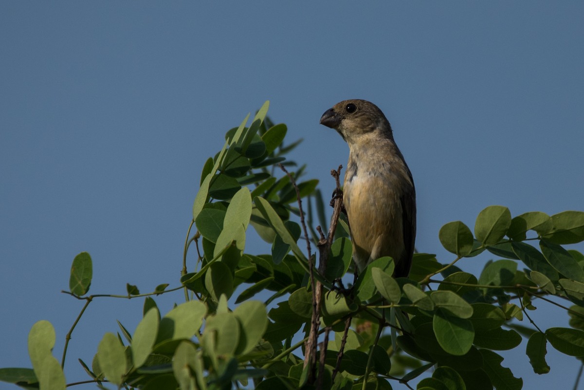 Cinnamon-rumped Seedeater - ML620591356