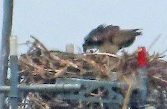 Águila Pescadora - ML620591364