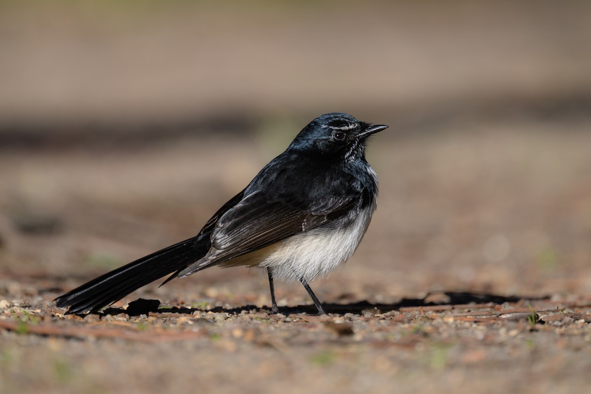 Willie-wagtail - ML620591365