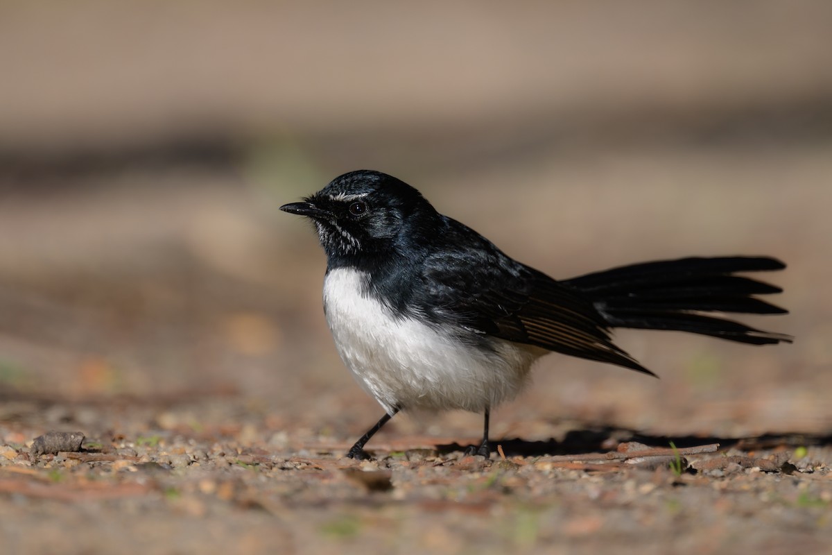 Willie-wagtail - ML620591366