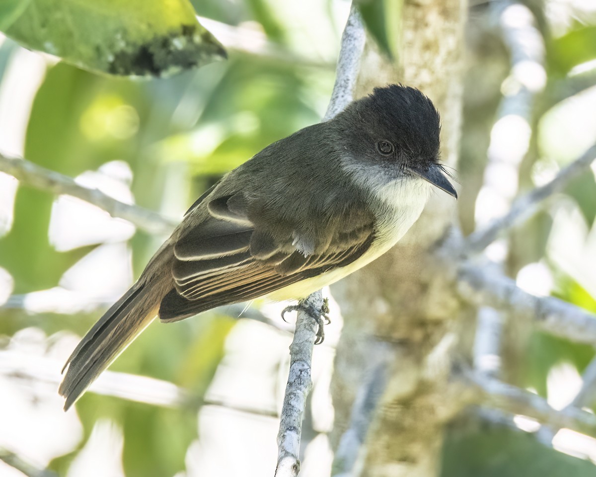 Dusky-capped Flycatcher - ML620591367