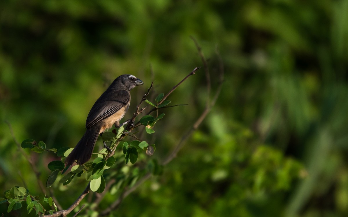 Cinnamon-bellied Saltator - ML620591368