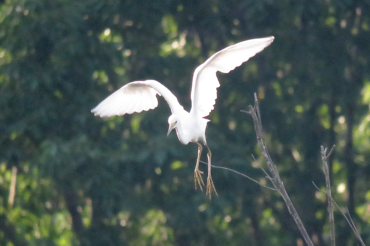 Little Blue Heron - Allison Gagnon