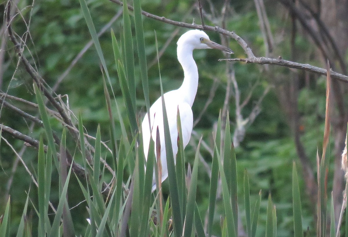 Little Blue Heron - ML620591372