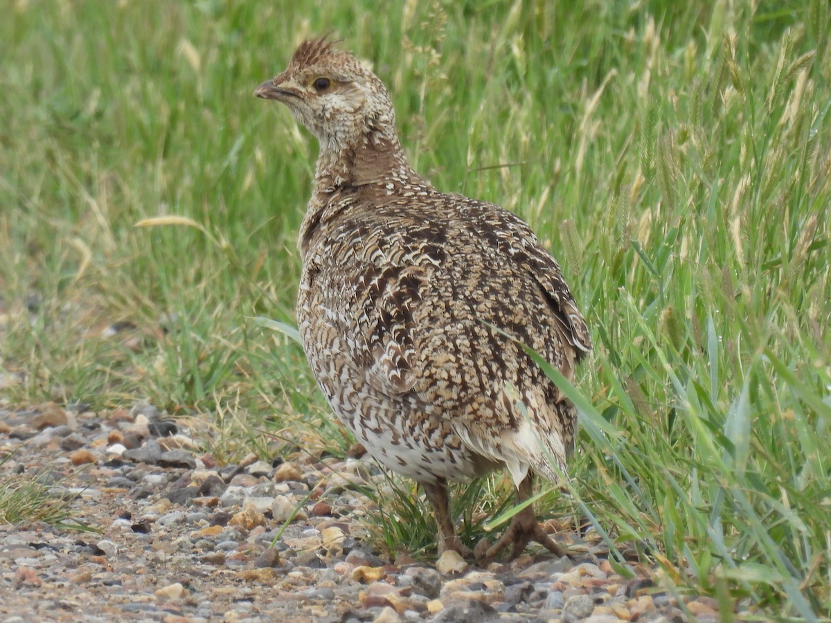 Sharp-tailed Grouse - ML620591376