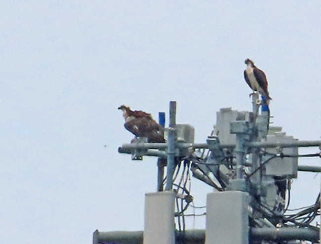 Águila Pescadora - ML620591378