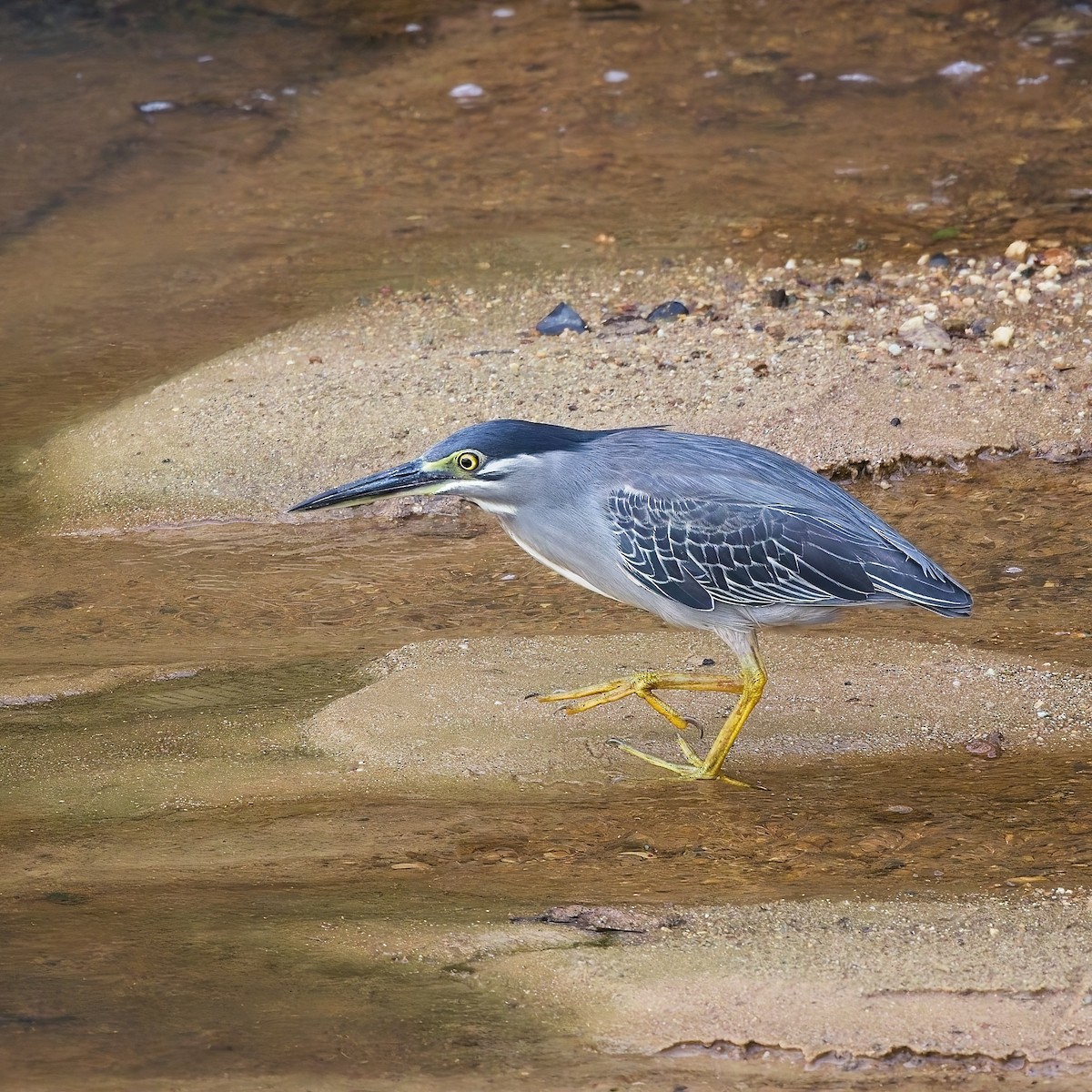 Striated Heron - ML620591379