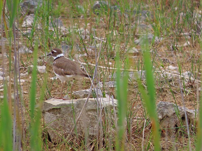 Killdeer - ML620591394