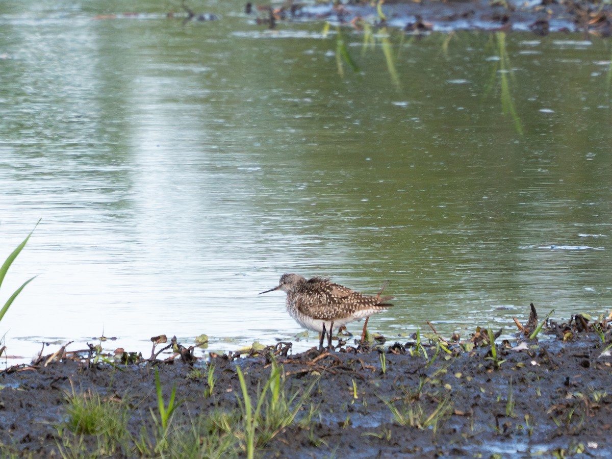 Lesser Yellowlegs - ML620591396