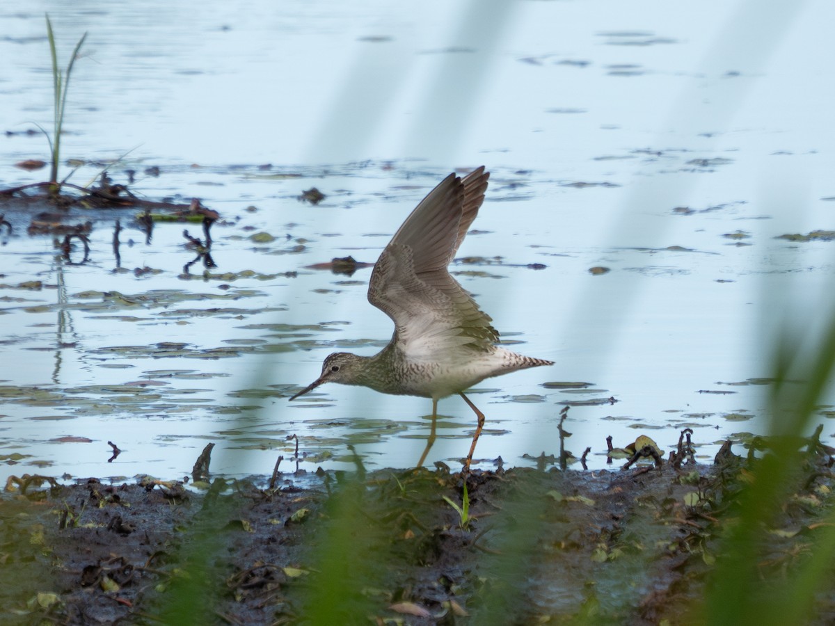 Lesser Yellowlegs - ML620591397