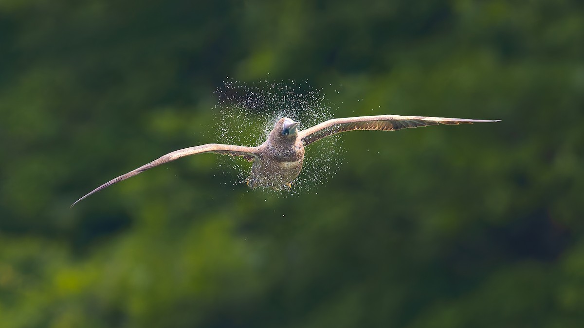 Brown Booby - ML620591400