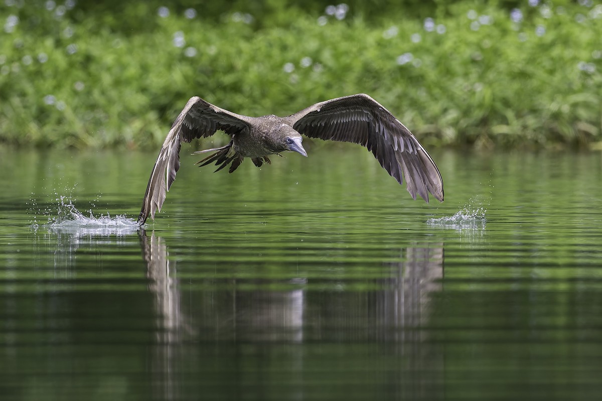 Brown Booby - ML620591401