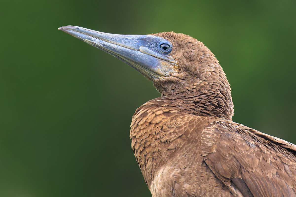 Brown Booby - ML620591402