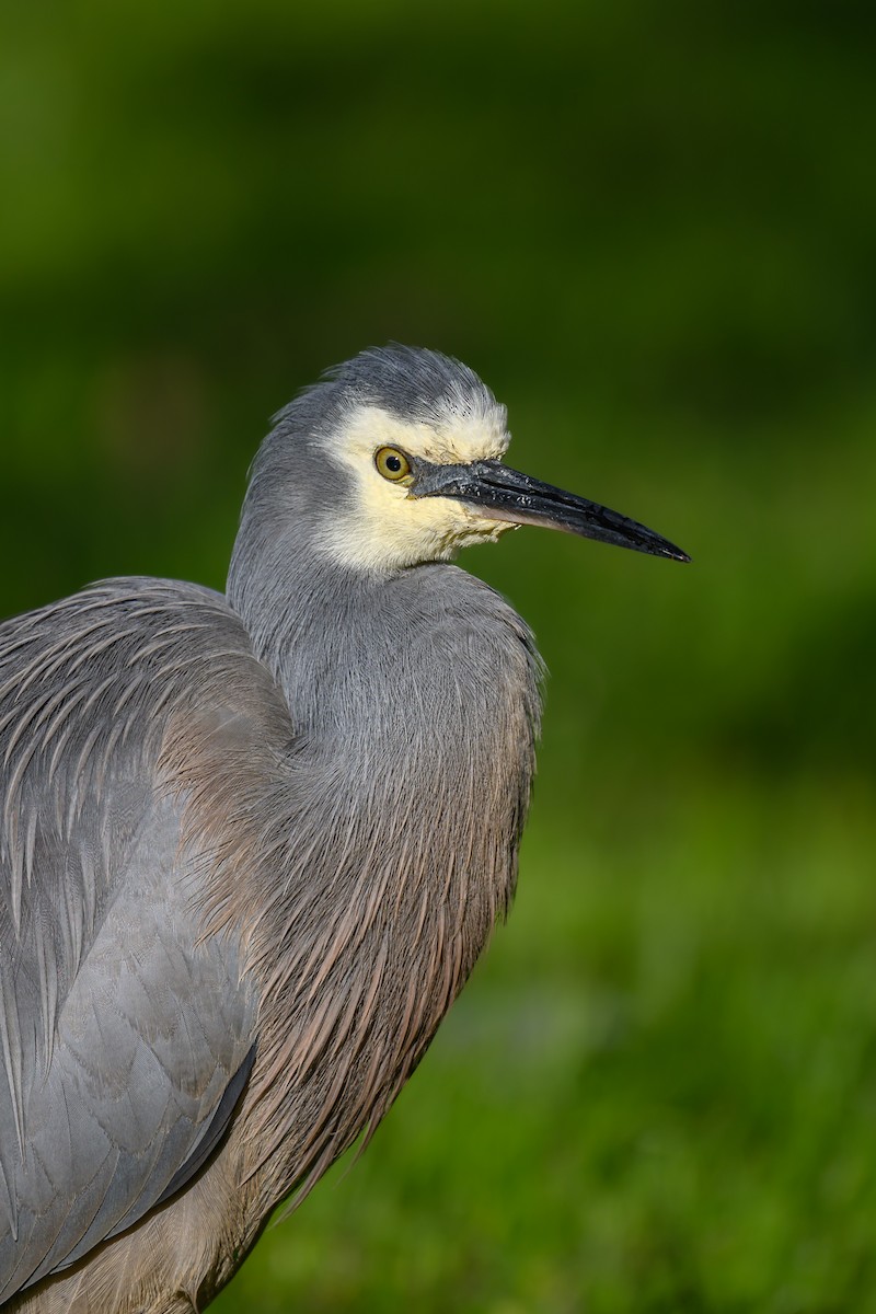 White-faced Heron - ML620591403