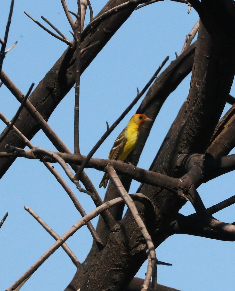 Western Tanager - ML620591406