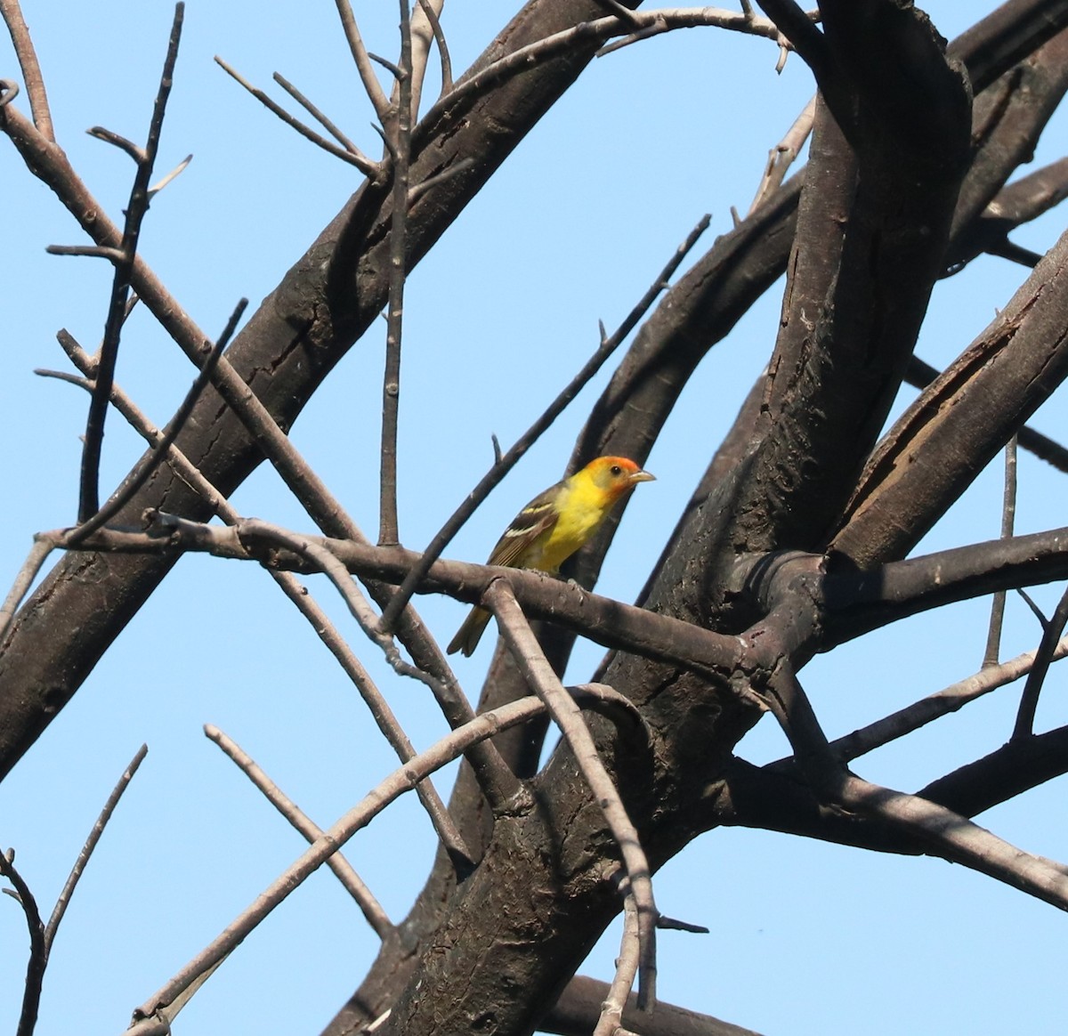 Western Tanager - ML620591407