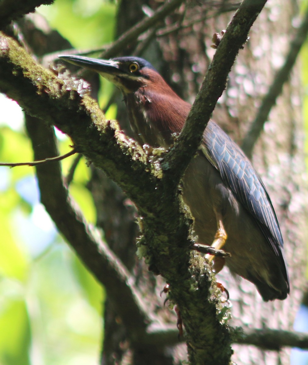 Green Heron - ML620591409