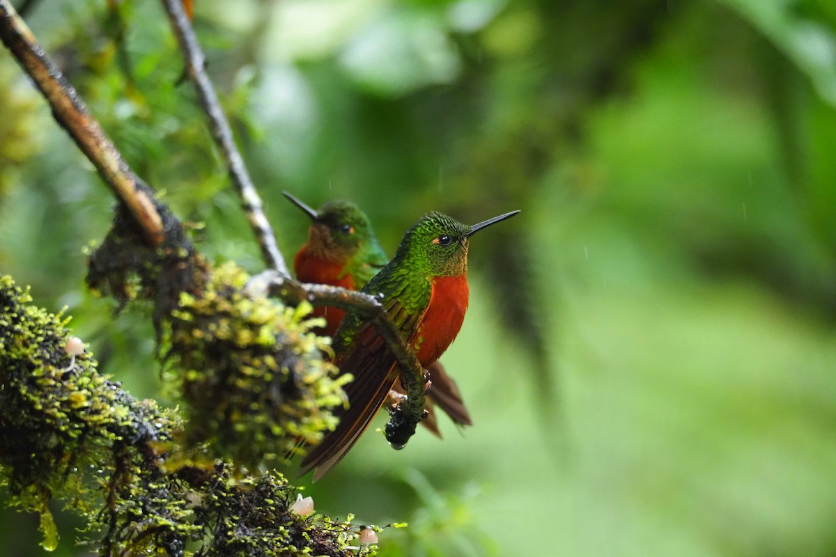 kolibřík peruánský - ML620591412