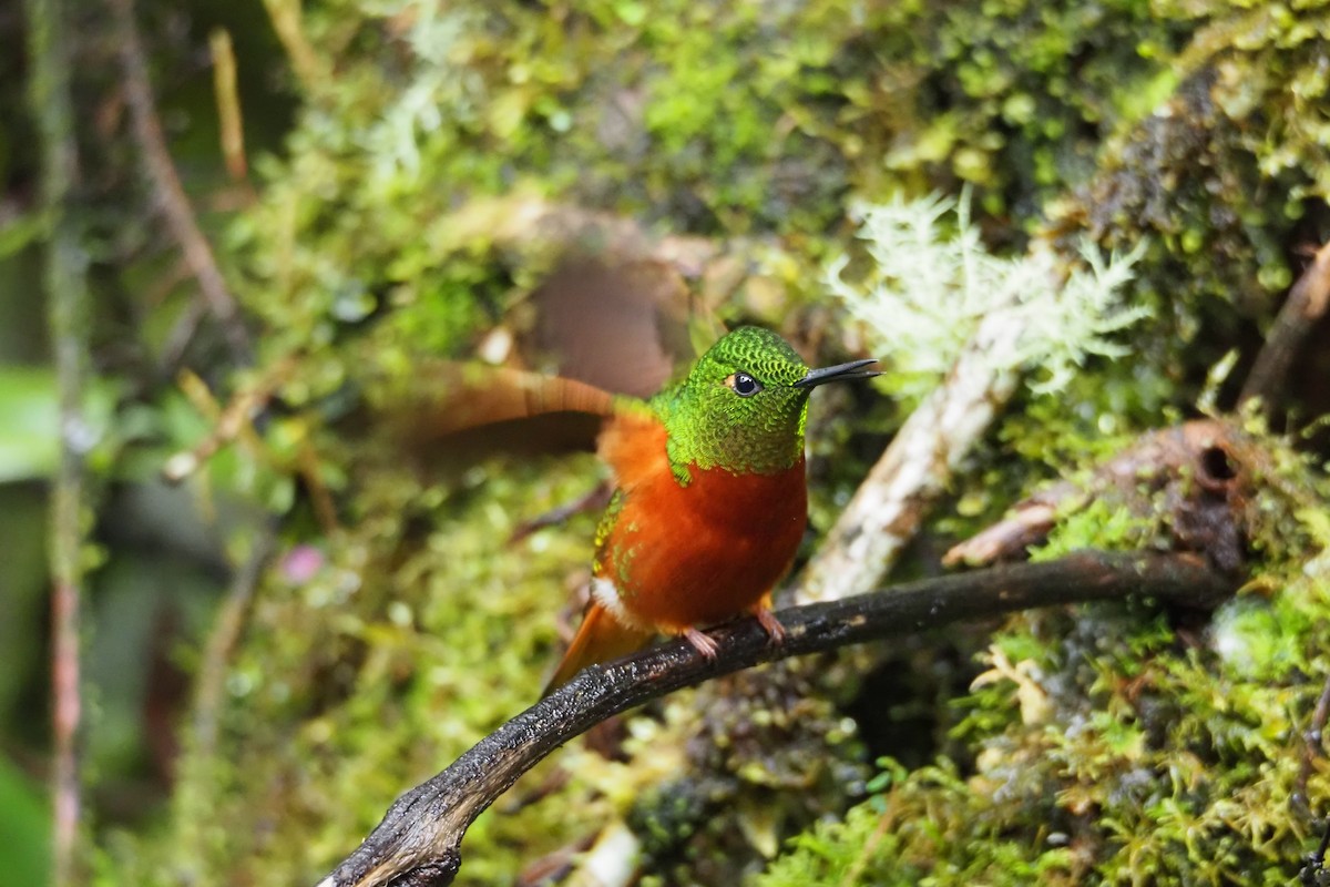 Chestnut-breasted Coronet - Jorge Humbser