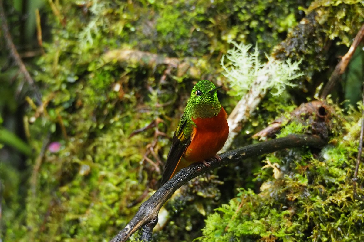 kolibřík peruánský - ML620591414