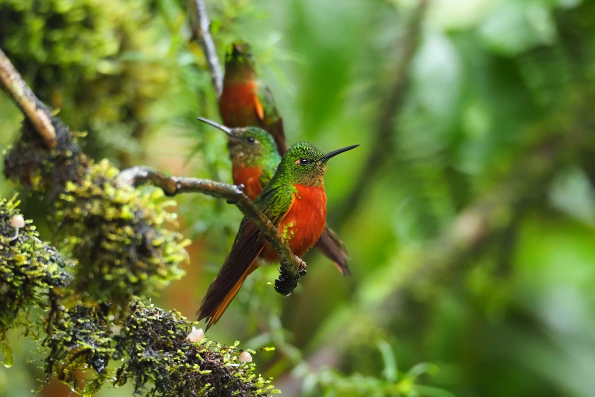 kolibřík peruánský - ML620591415