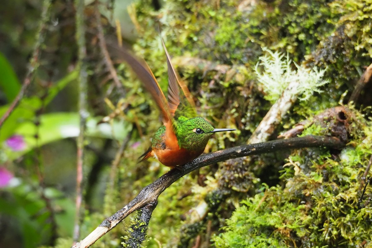kolibřík peruánský - ML620591416