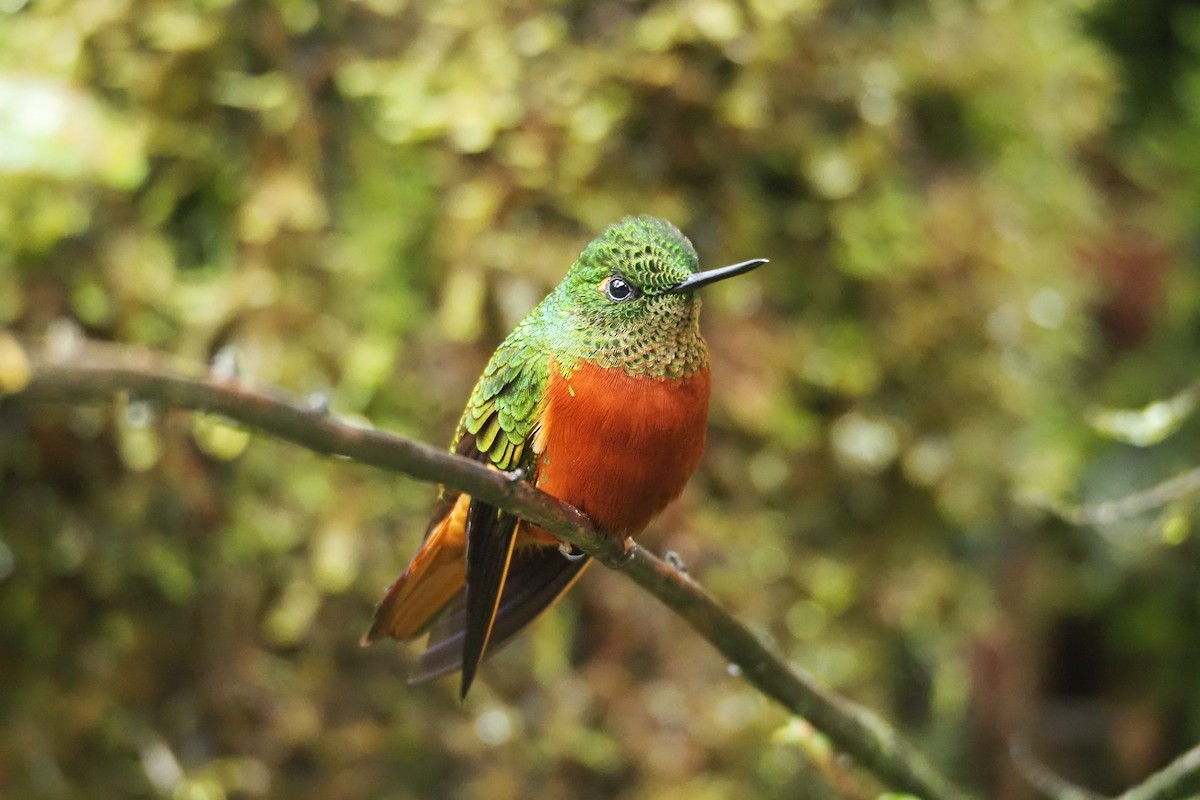 kolibřík peruánský - ML620591417