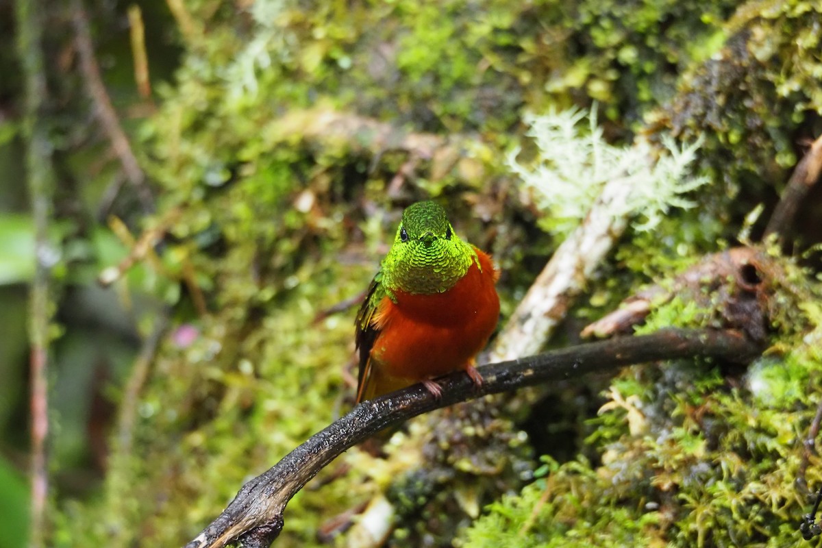 kolibřík peruánský - ML620591418