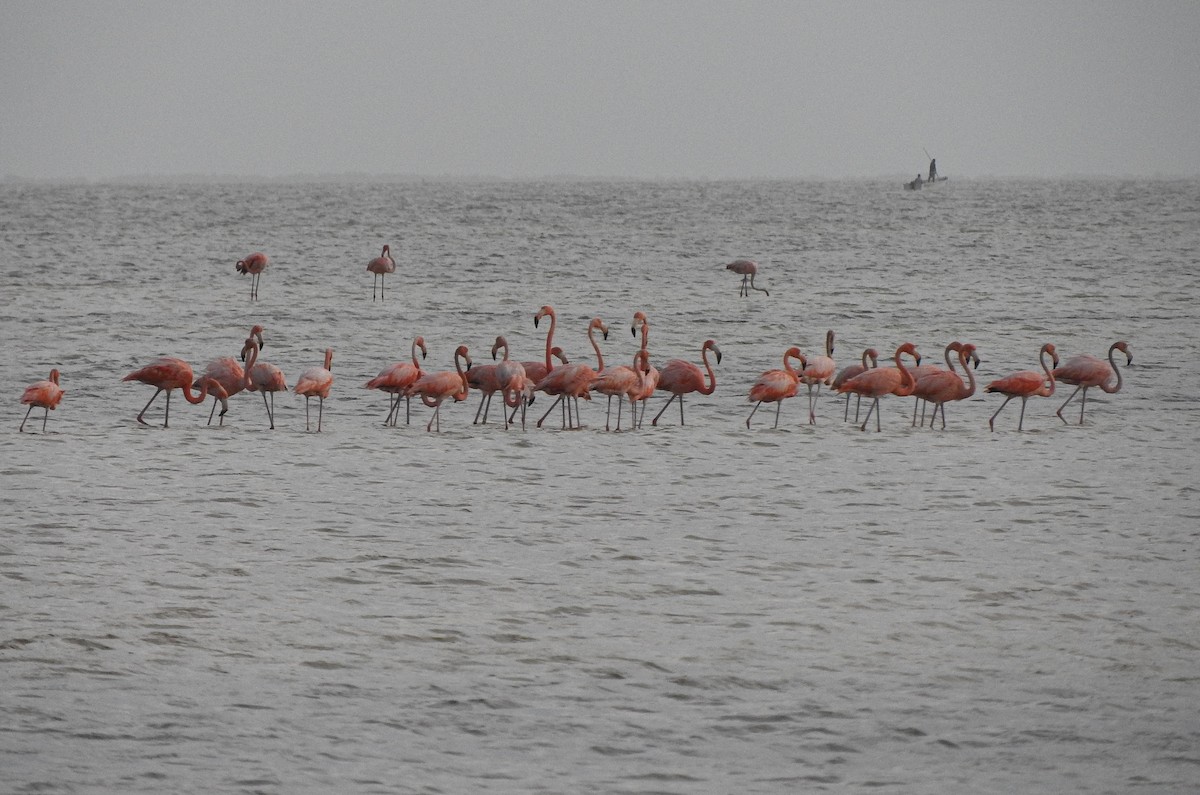 American Flamingo - ML620591421