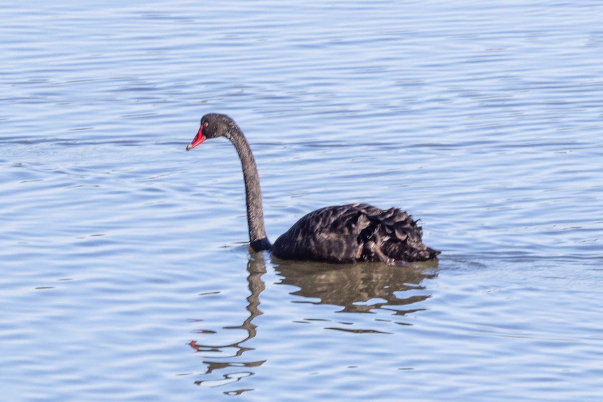 Black Swan - ML620591423