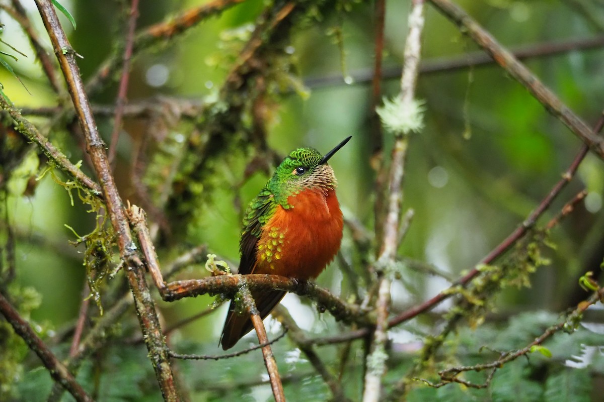 kolibřík peruánský - ML620591424