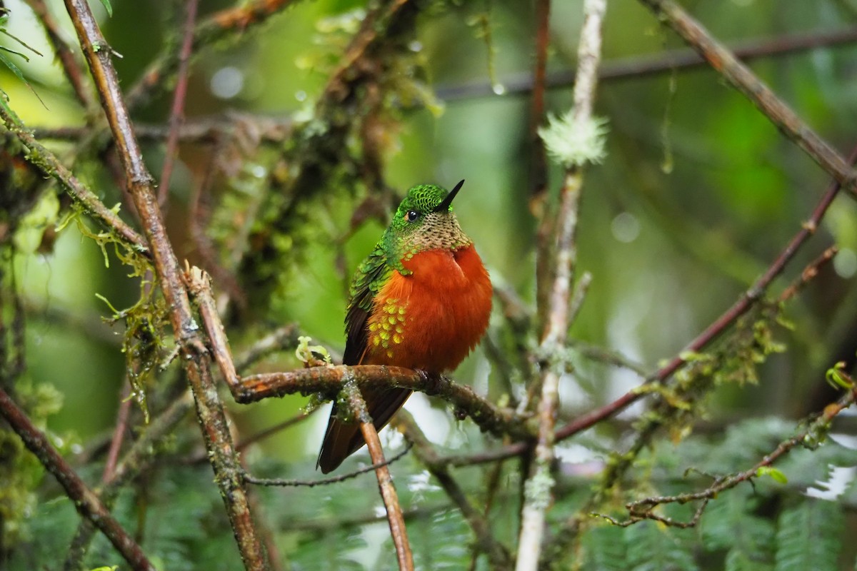 Chestnut-breasted Coronet - Jorge Humbser