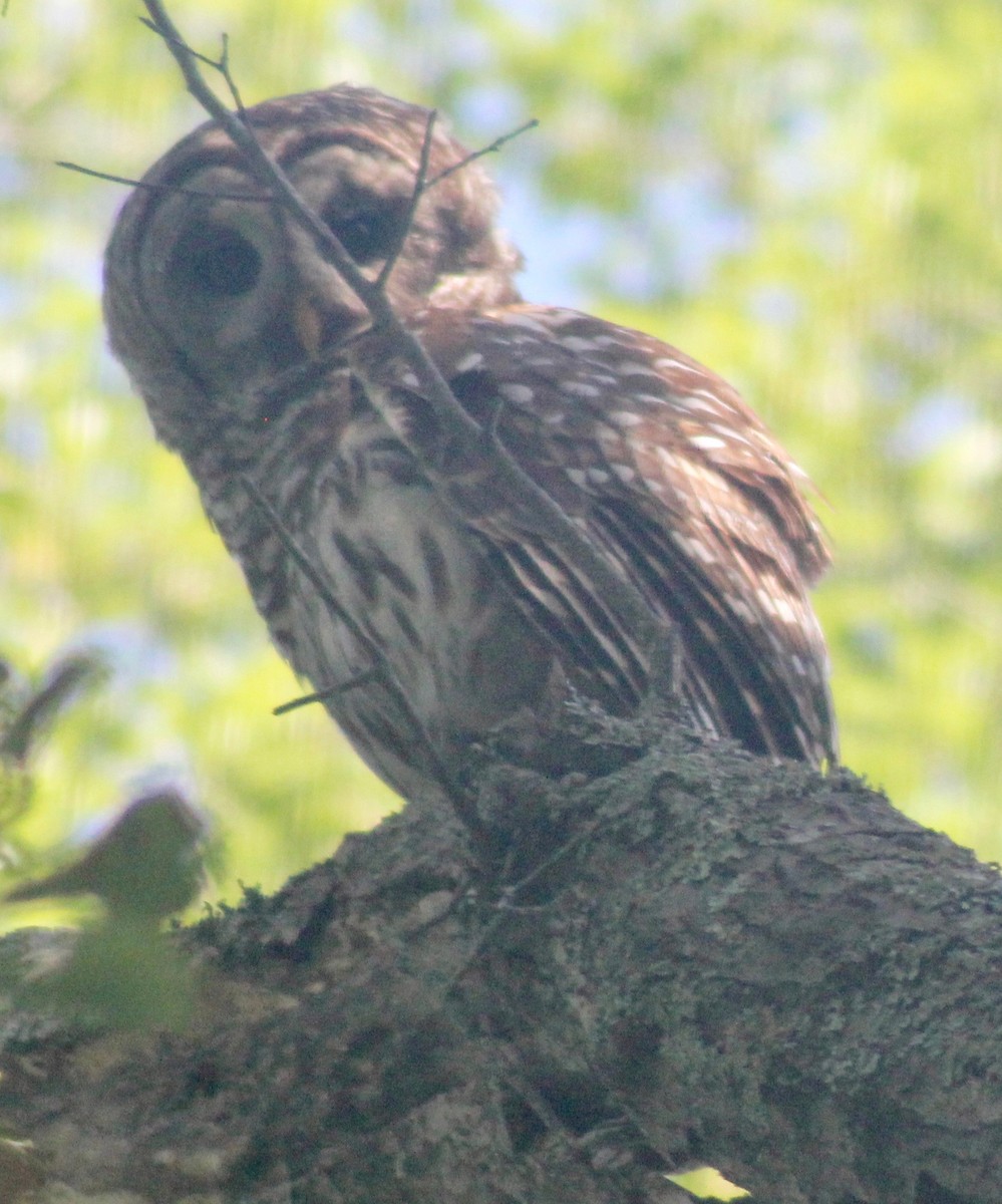 Barred Owl - ML620591428