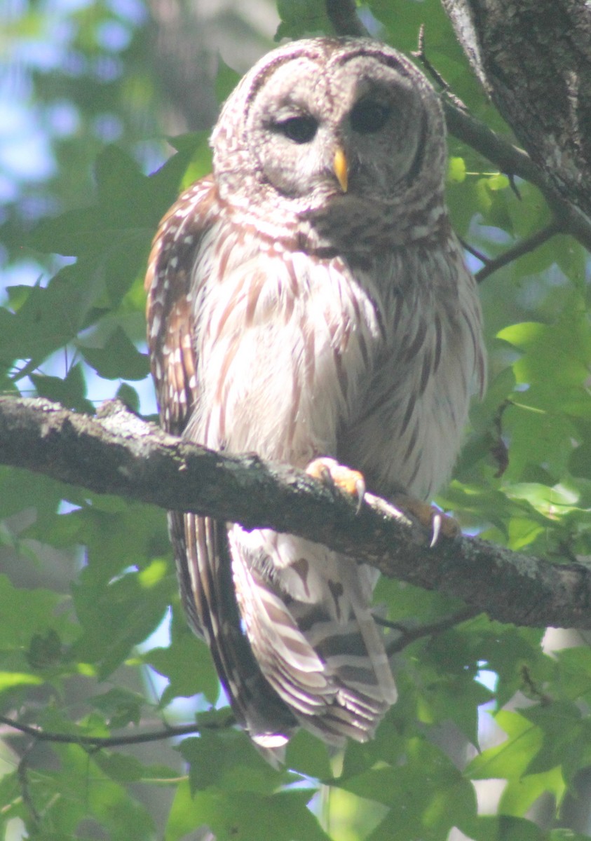 Barred Owl - ML620591429