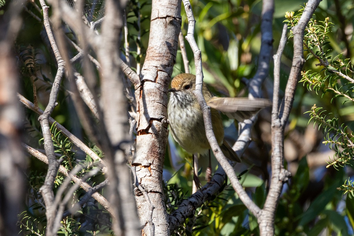 Brown Thornbill - ML620591433