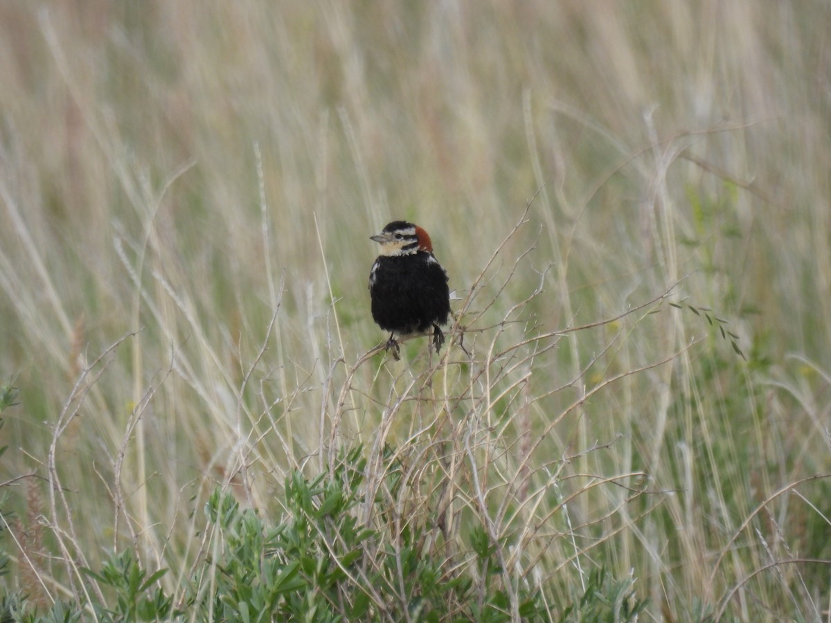 Chestnut-collared Longspur - ML620591434