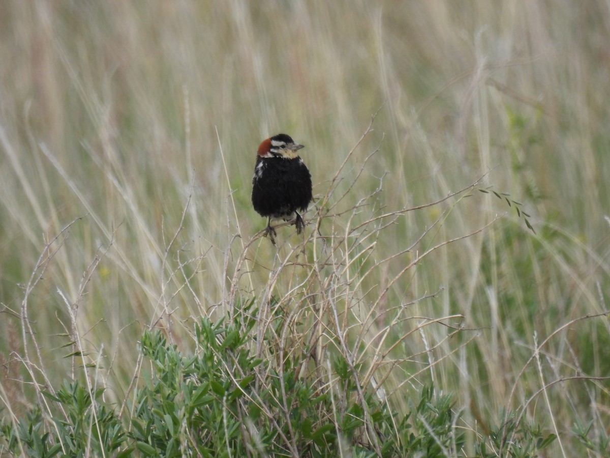 Chestnut-collared Longspur - ML620591435