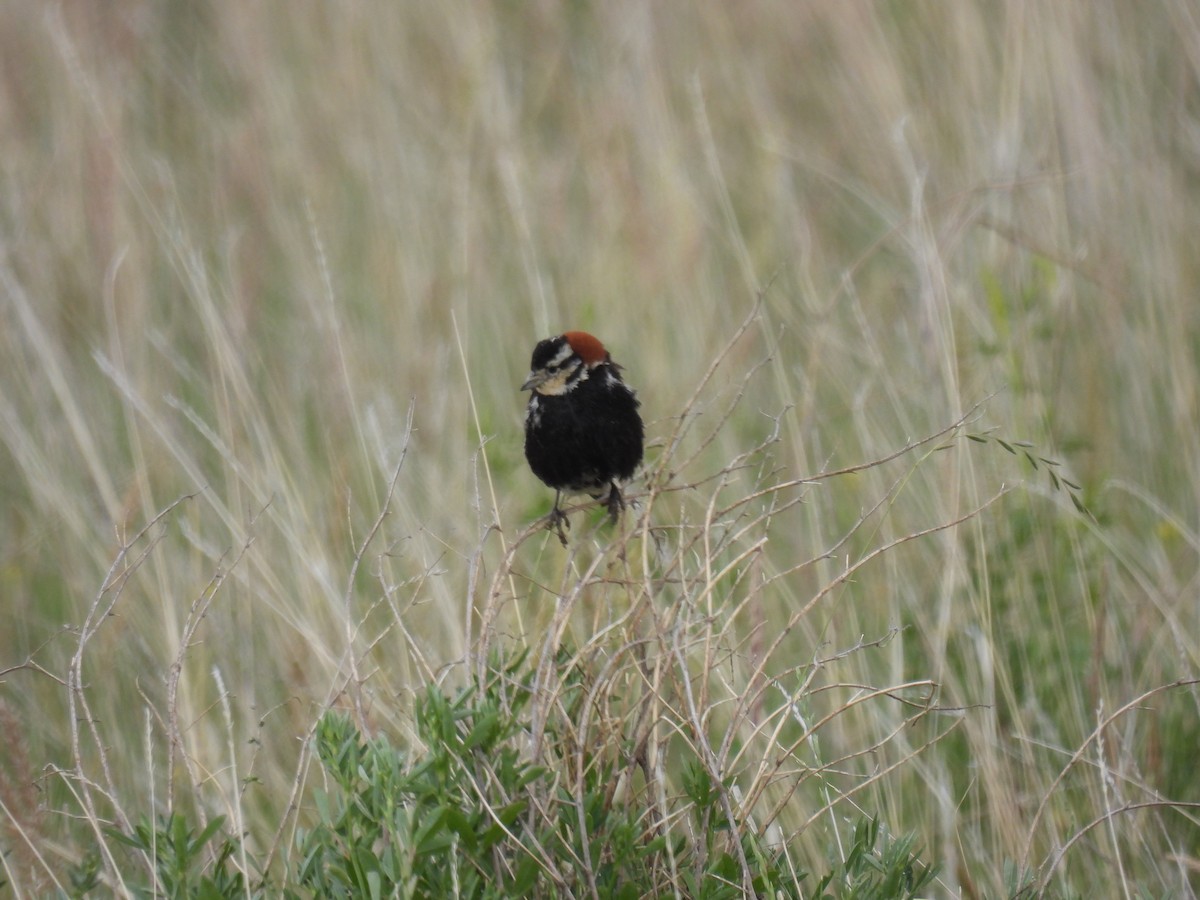 Chestnut-collared Longspur - ML620591436