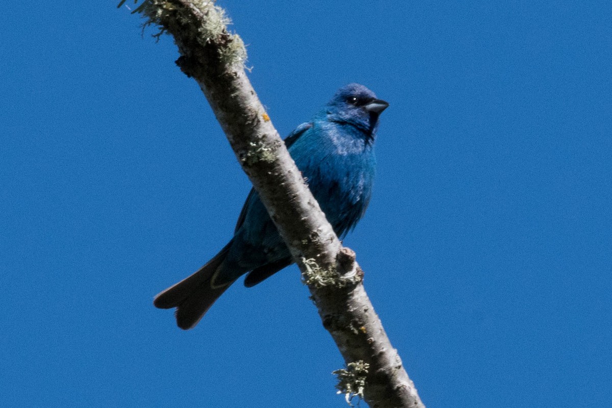 Indigo Bunting - Joshua Little