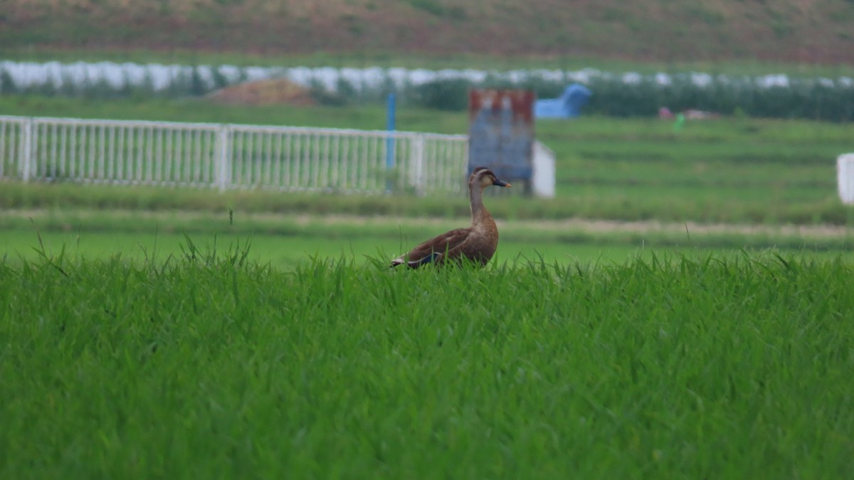 Eastern Spot-billed Duck - ML620591444