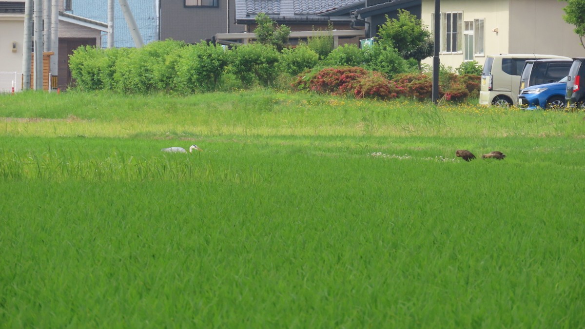 Eastern Spot-billed Duck - ML620591445