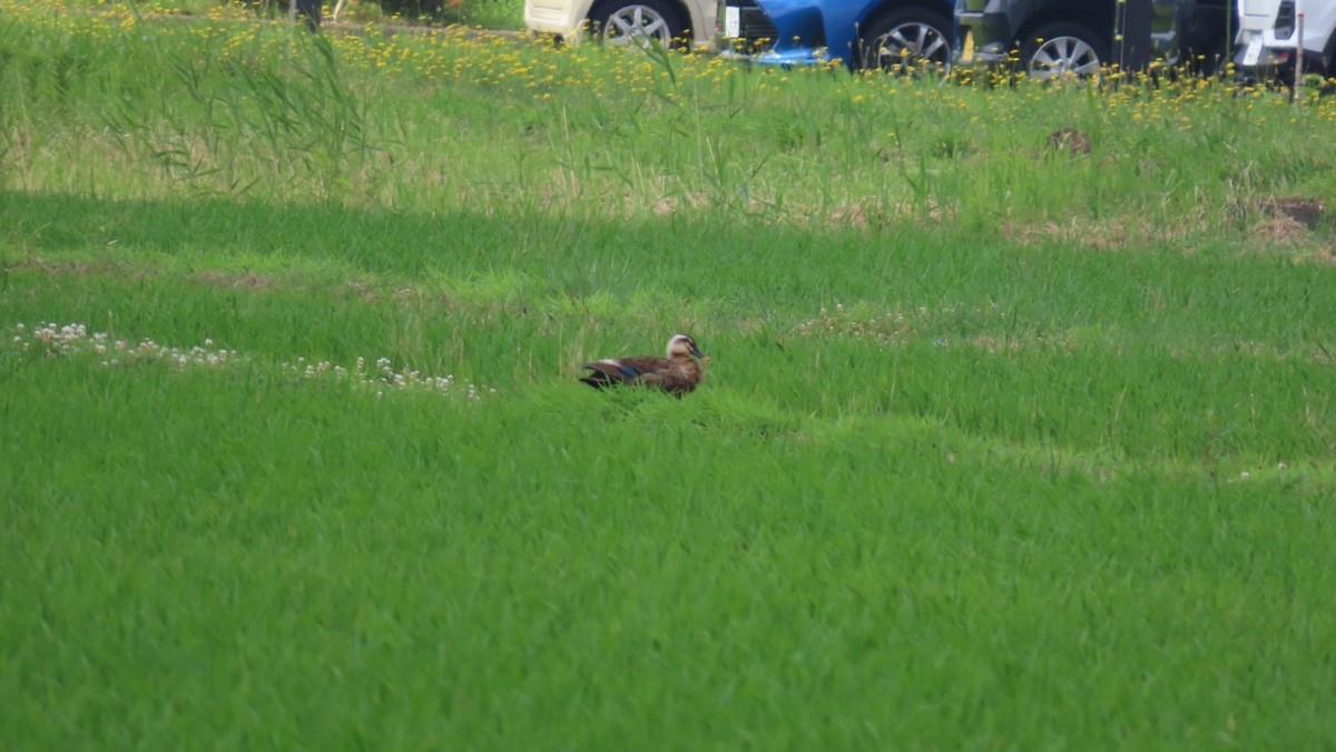 Eastern Spot-billed Duck - ML620591446