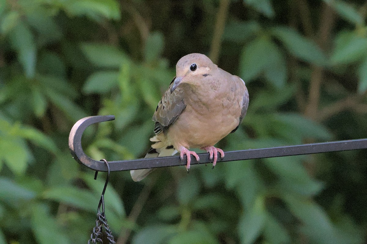 Mourning Dove - ML620591451