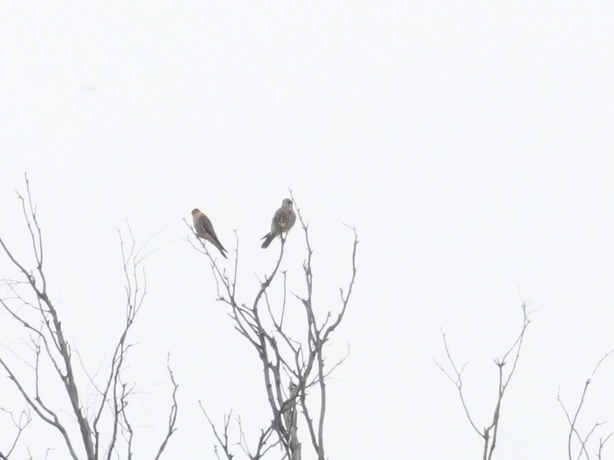 American Kestrel - ML620591452