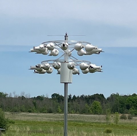 Purple Martin - ML620591453