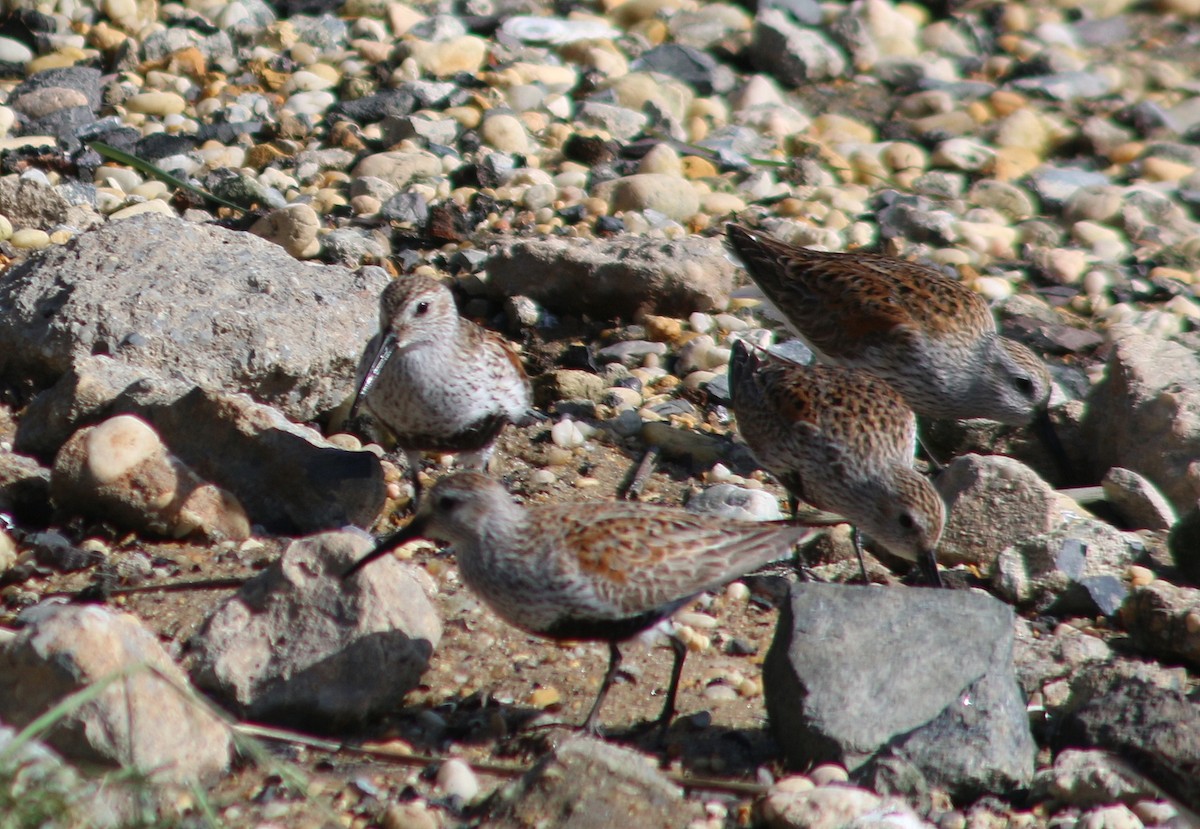 Dunlin - ML620591454