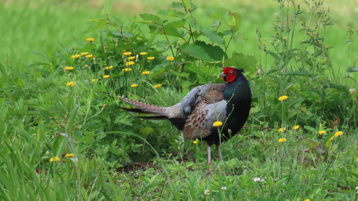 Green Pheasant - ML620591461