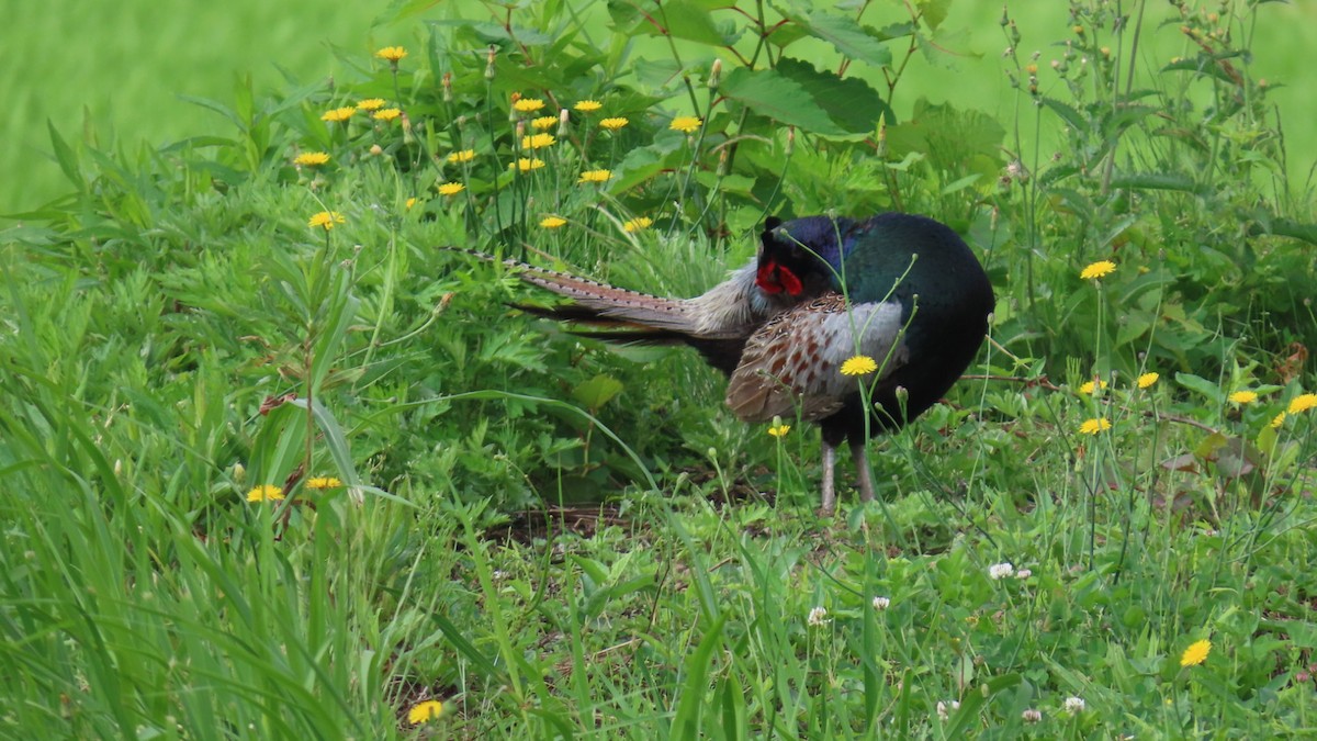 Green Pheasant - ML620591462