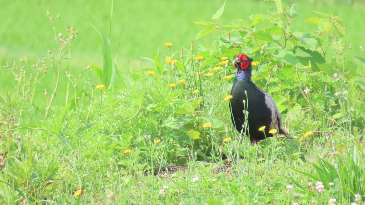 Green Pheasant - ML620591464