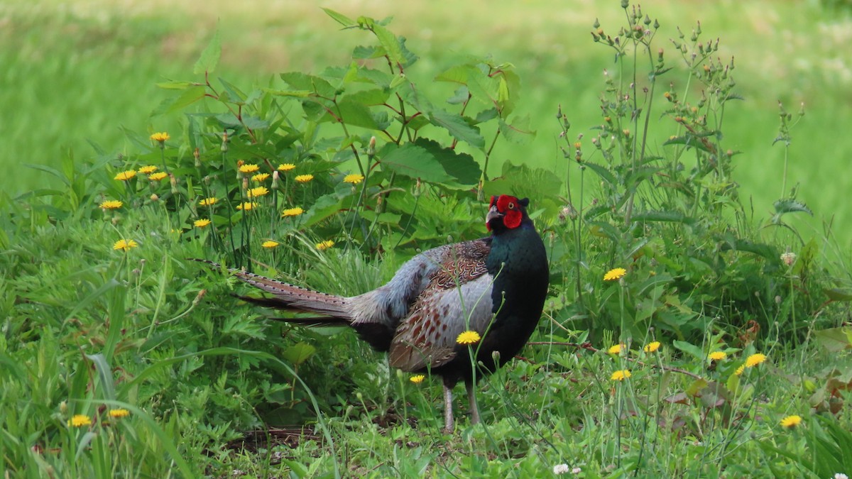 Green Pheasant - ML620591466